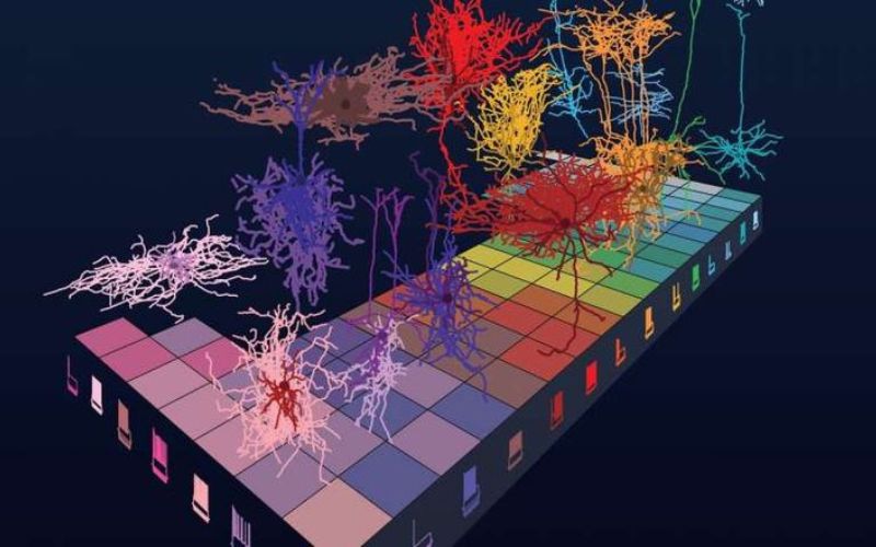 la neuro-architecture